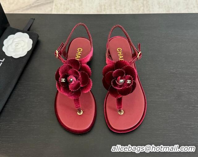 Shop Duplicate Chanel Velvet Flat Thong Sandals with Camellia Bloom Burgundy 2025 G45928
